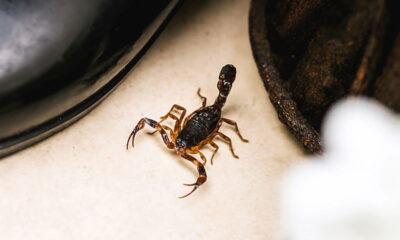 Sonhar com escorpiões pode não ser o que você está pensando