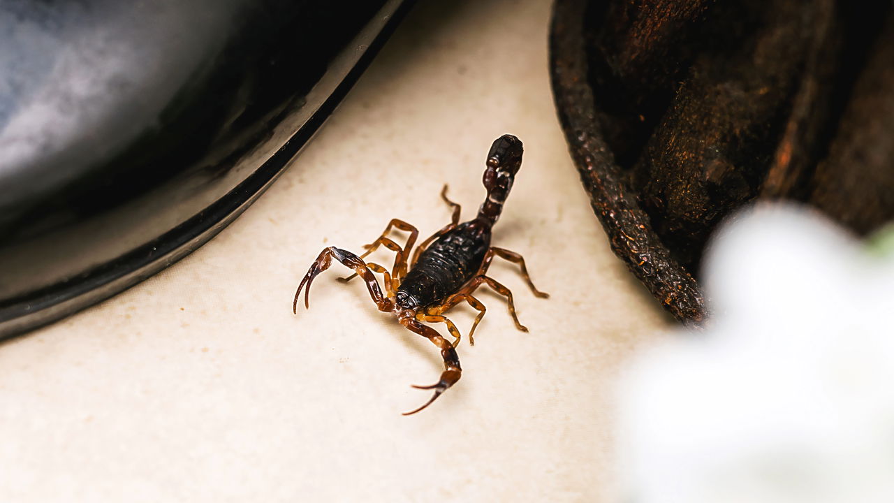Sonhar com escorpiões pode não ser o que você está pensando