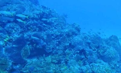 O universo oculto das criaturas das profundezas dos oceanos