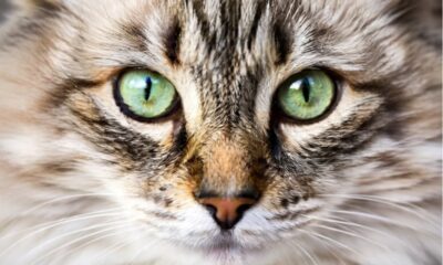 Nada escapa dos animais com visão aguçada e privilegiada