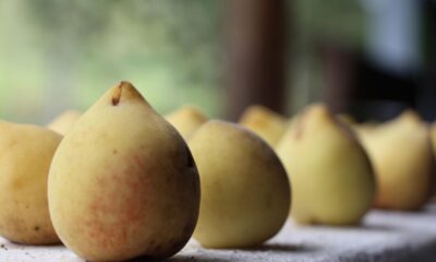 Maciez e suculência: pêssego aumenta imunidade e faz bem em sua saúde