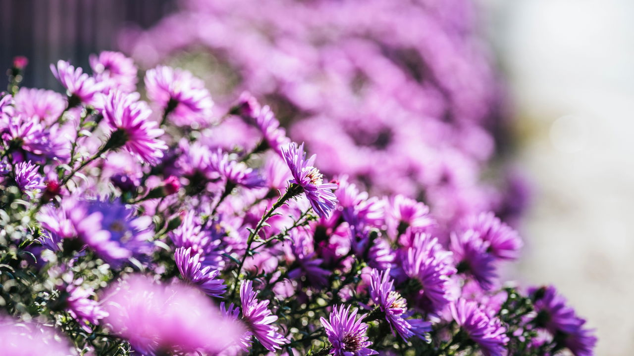 Quer um jardim perfeito? Aposte nessas flores