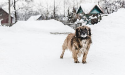 As 3 cidades mais frias do Brasil atraem turistas com frio e paisagens congeladas
