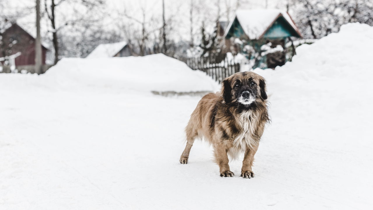 As 3 cidades mais frias do Brasil atraem turistas com frio e paisagens congeladas