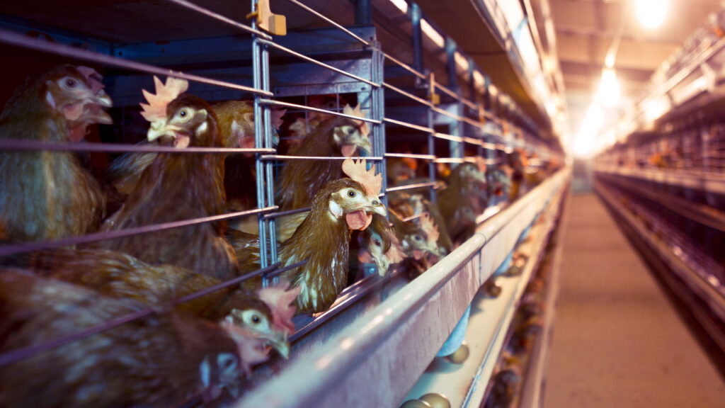 O que você precisa saber sobre a gripe aviária
