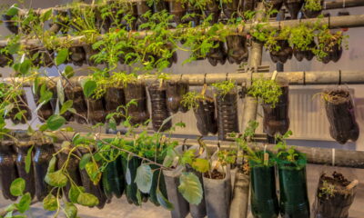 Mãos à obra! Crie sua horta suspensa com garrafas plásticas agora