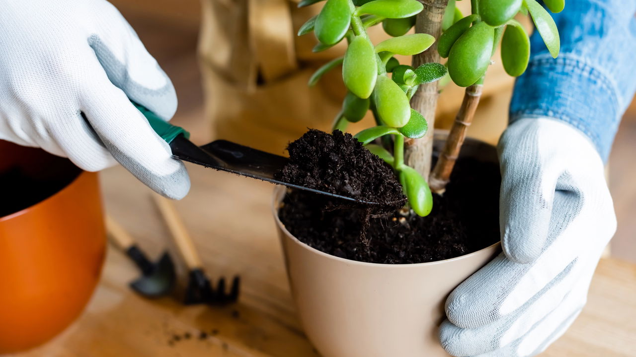 Essa mistura natural vai salvar suas plantas e mudar o seu jardim
