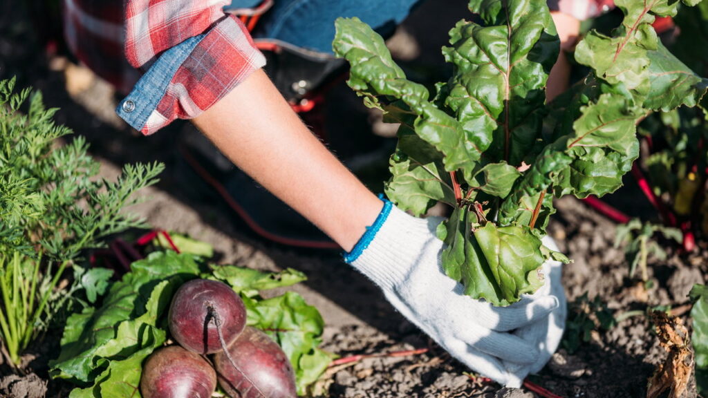 Essa mistura natural vai salvar suas plantas e mudar o seu jardim