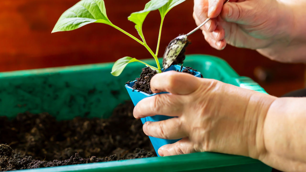 5 plantas perfeitas para quem está começando a montar um jardim