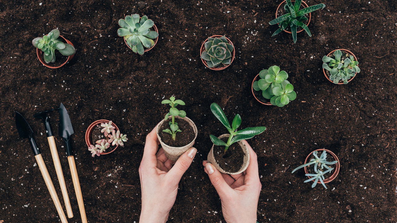 Jardinagem é o hábito mais poderoso para o cérebro saudável