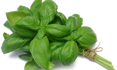 Top 4 plantas que funcionam melhor que repelente químico