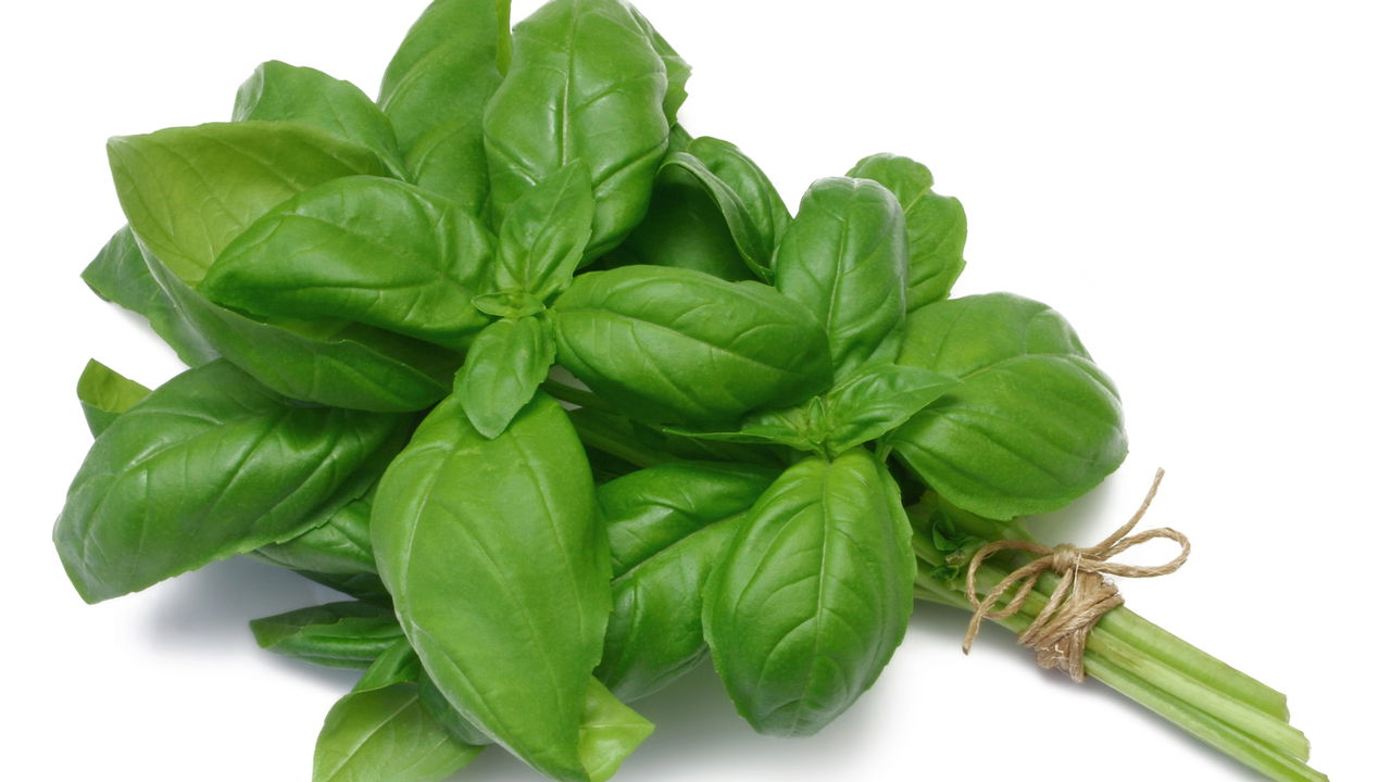 Top 4 plantas que funcionam melhor que repelente químico