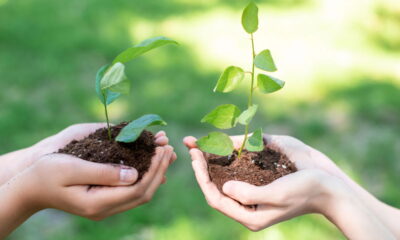 Só isso já basta para suas mudas crescerem fortes