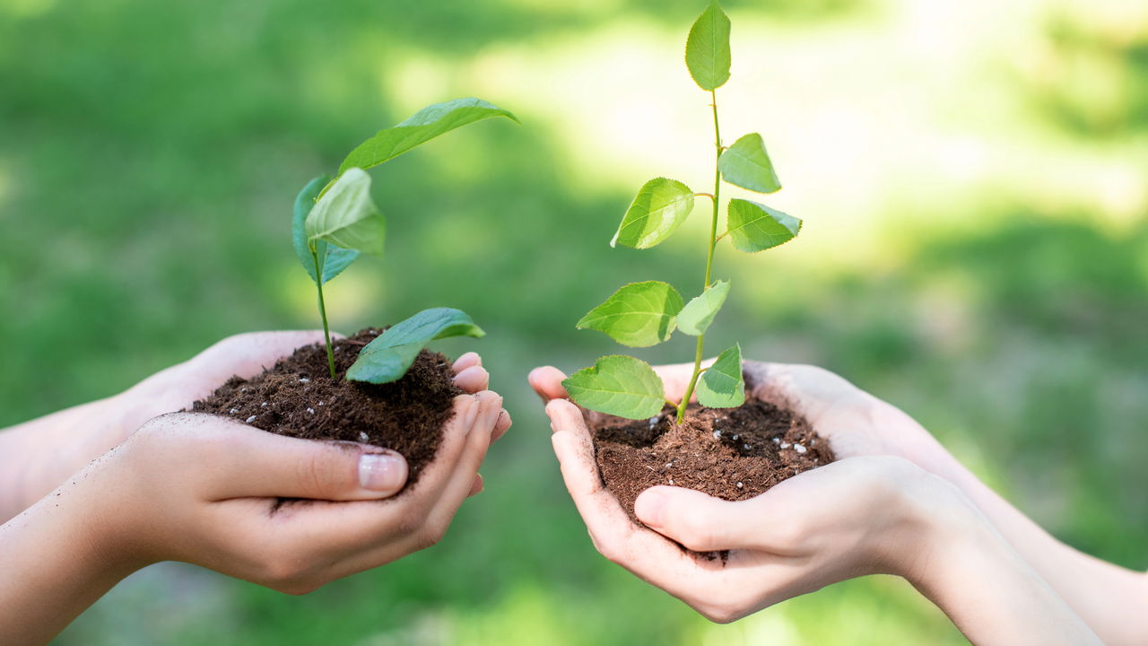 Só isso já basta para suas mudas crescerem fortes