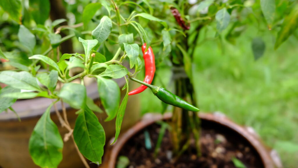 Como plantar pimenta malagueta e colher em 90 dias