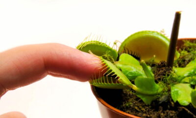 5 segredos das plantas que vão te impressionar