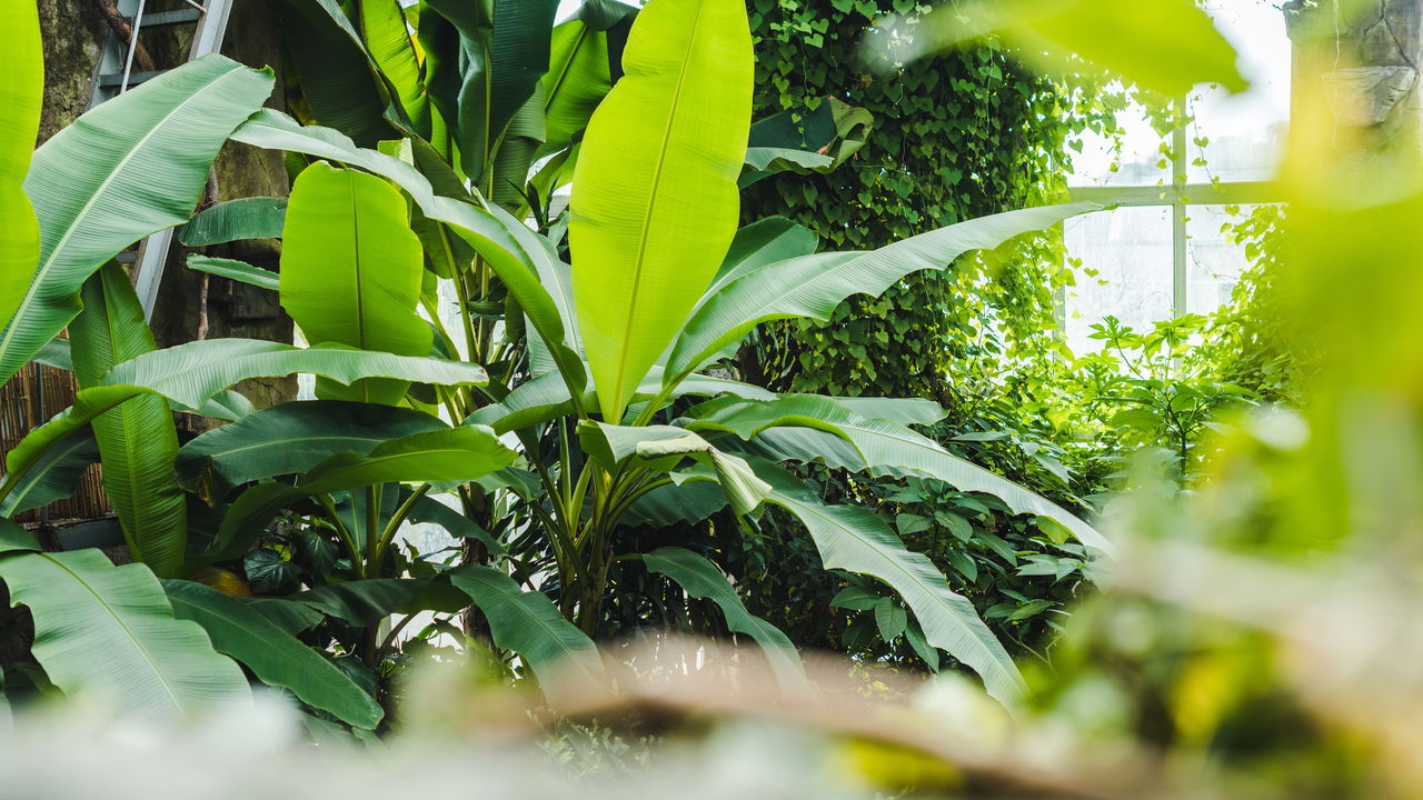 Essas 8 plantas tornam qualquer presente mais especial