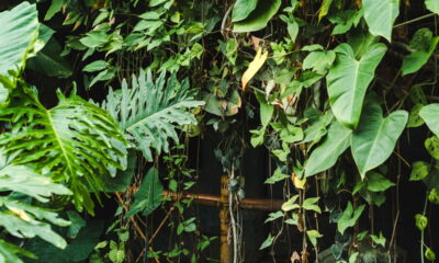 Duas plantas que crescem sem erro em qualquer casa