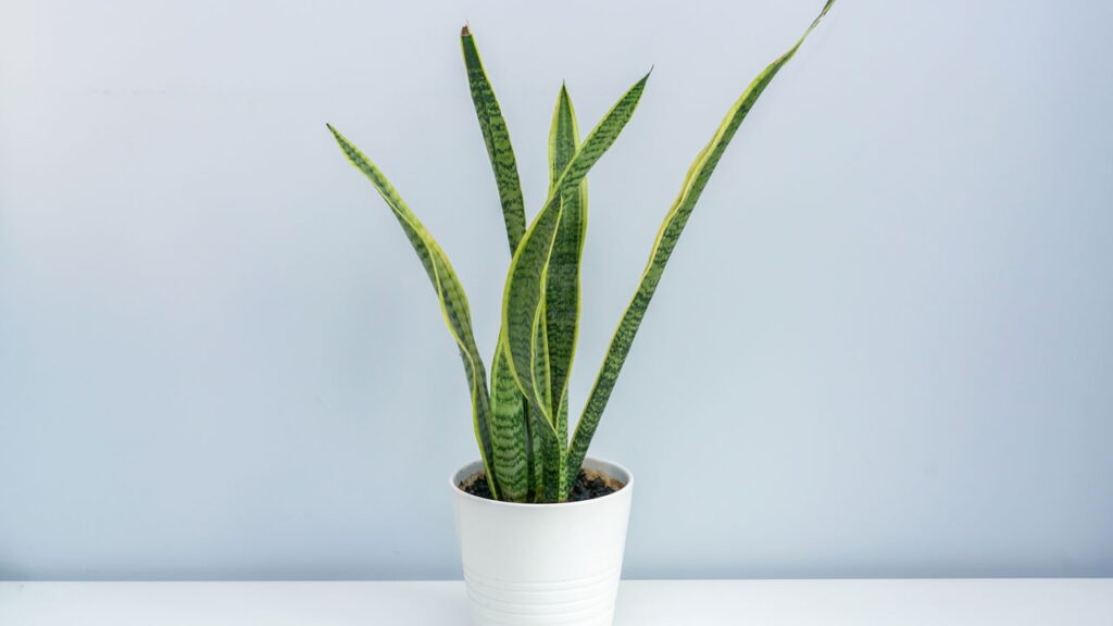 Essas plantinhas deixam o ar da sua casa mais puro