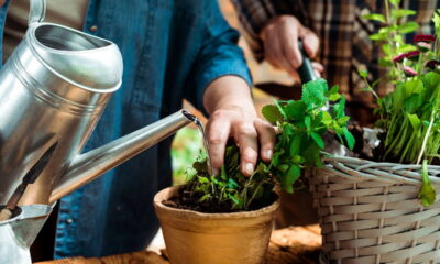 Técnica caseira faz plantas crescerem como nunca antes