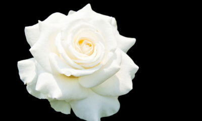 Chá de rosa branca! Como preparar e quando evitar