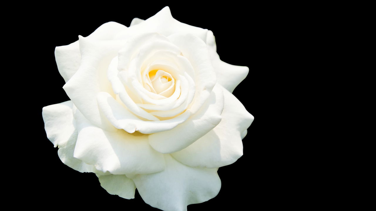 Chá de rosa branca! Como preparar e quando evitar