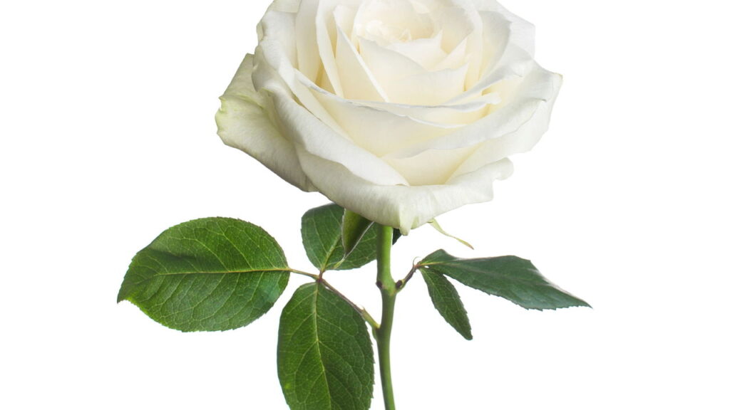 Chá de rosa branca! Como preparar e quando evitar