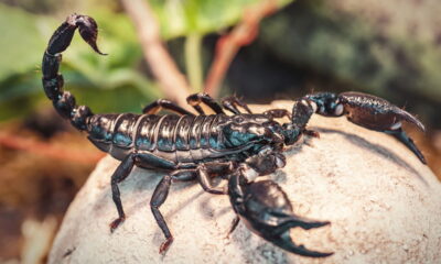 Sonhou com escorpião? O significado pode te surpreender