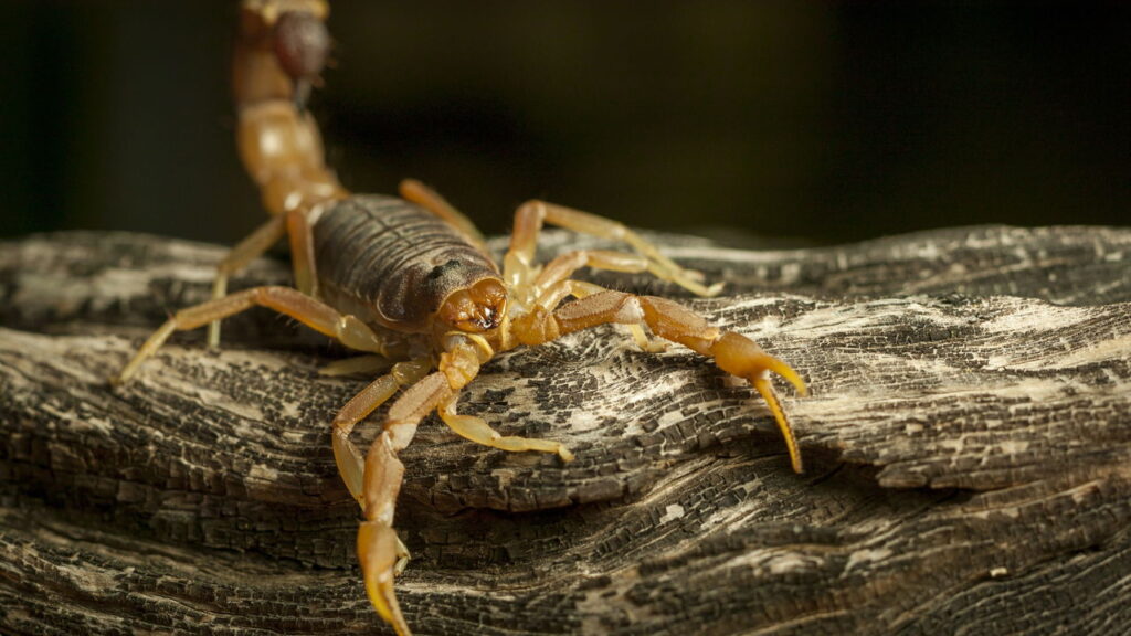 Sonhou com escorpião? O significado pode te surpreender