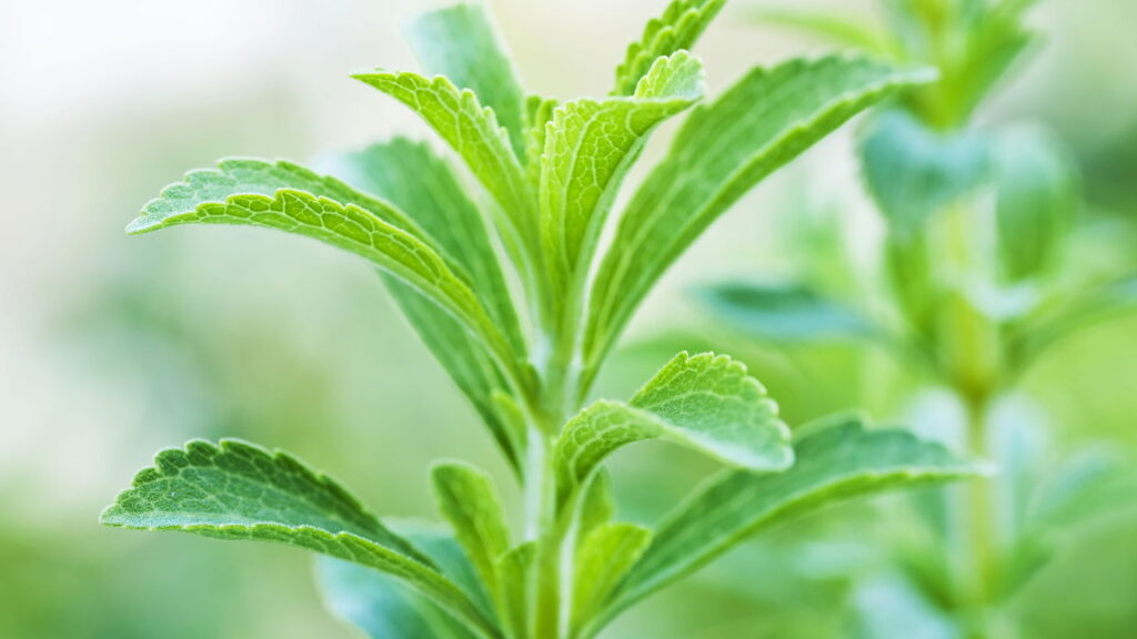 Veja o segredo da Stevia e por que todos estão usando
