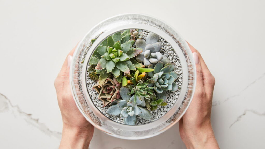 Só isso já basta para suas mudas crescerem fortes