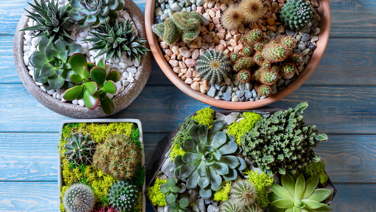 Por que os terrários são os queridinhos da decoração verde