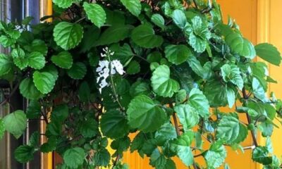 Sorte e dinheiro! O significado da planta dólar e como ela pode atrair abundância