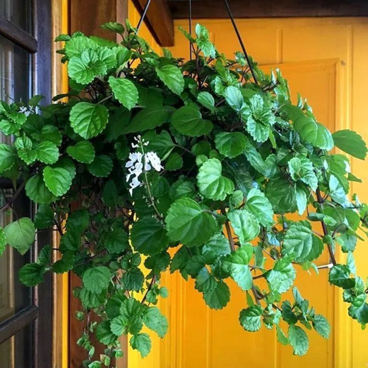 Sorte e dinheiro! O significado da planta dólar e como ela pode atrair abundância