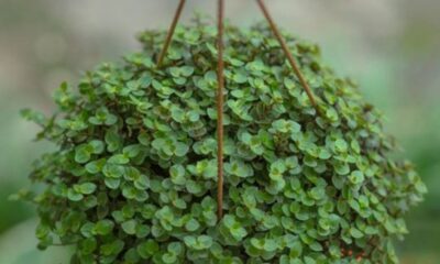 O que é dinheiro em penca? A planta que simboliza riqueza e fartura no lar