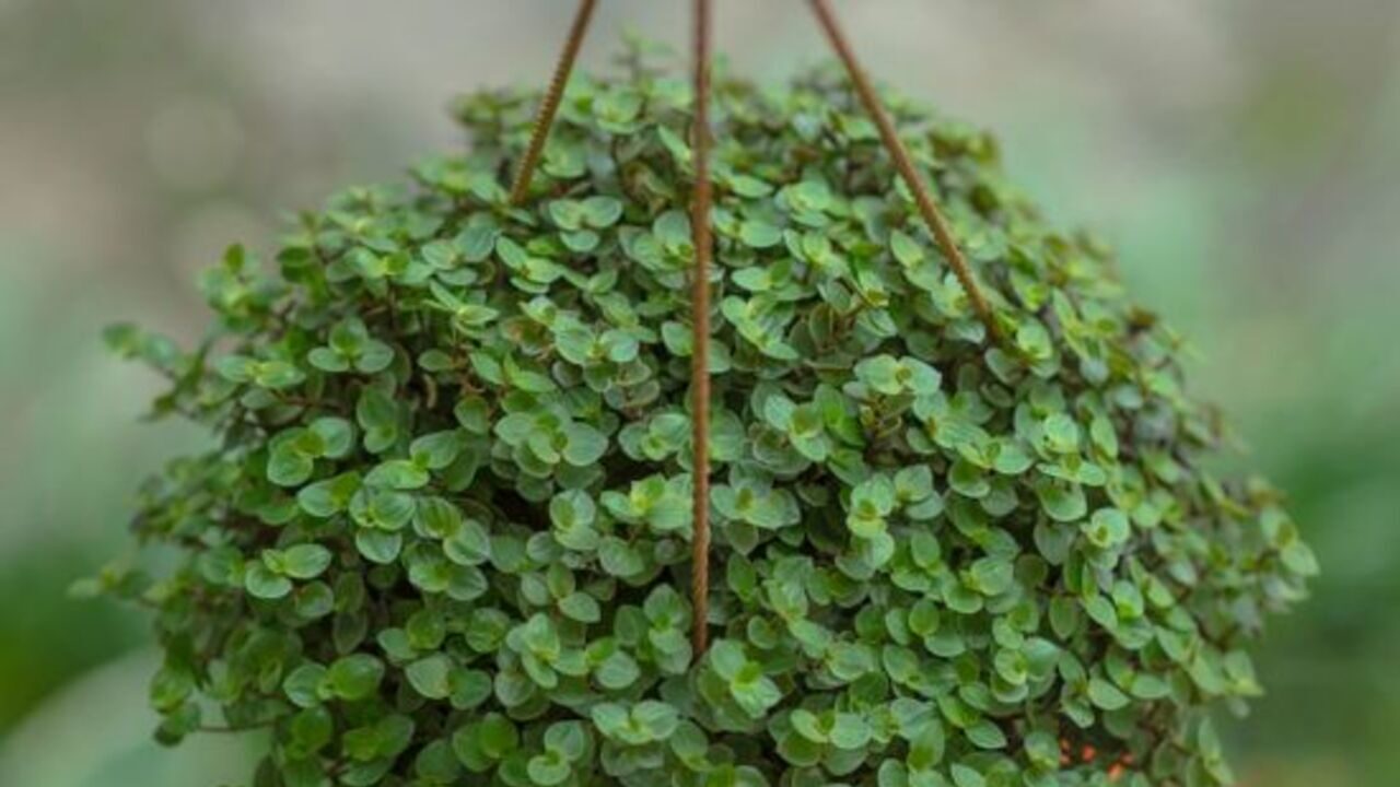 O que é dinheiro em penca? A planta que simboliza riqueza e fartura no lar