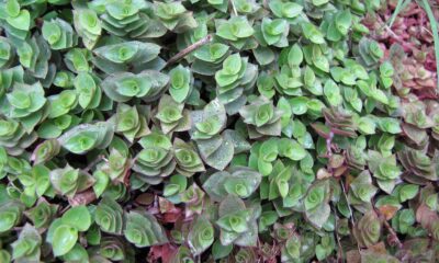 Essa é a planta mais poderosa para atrair prosperidade