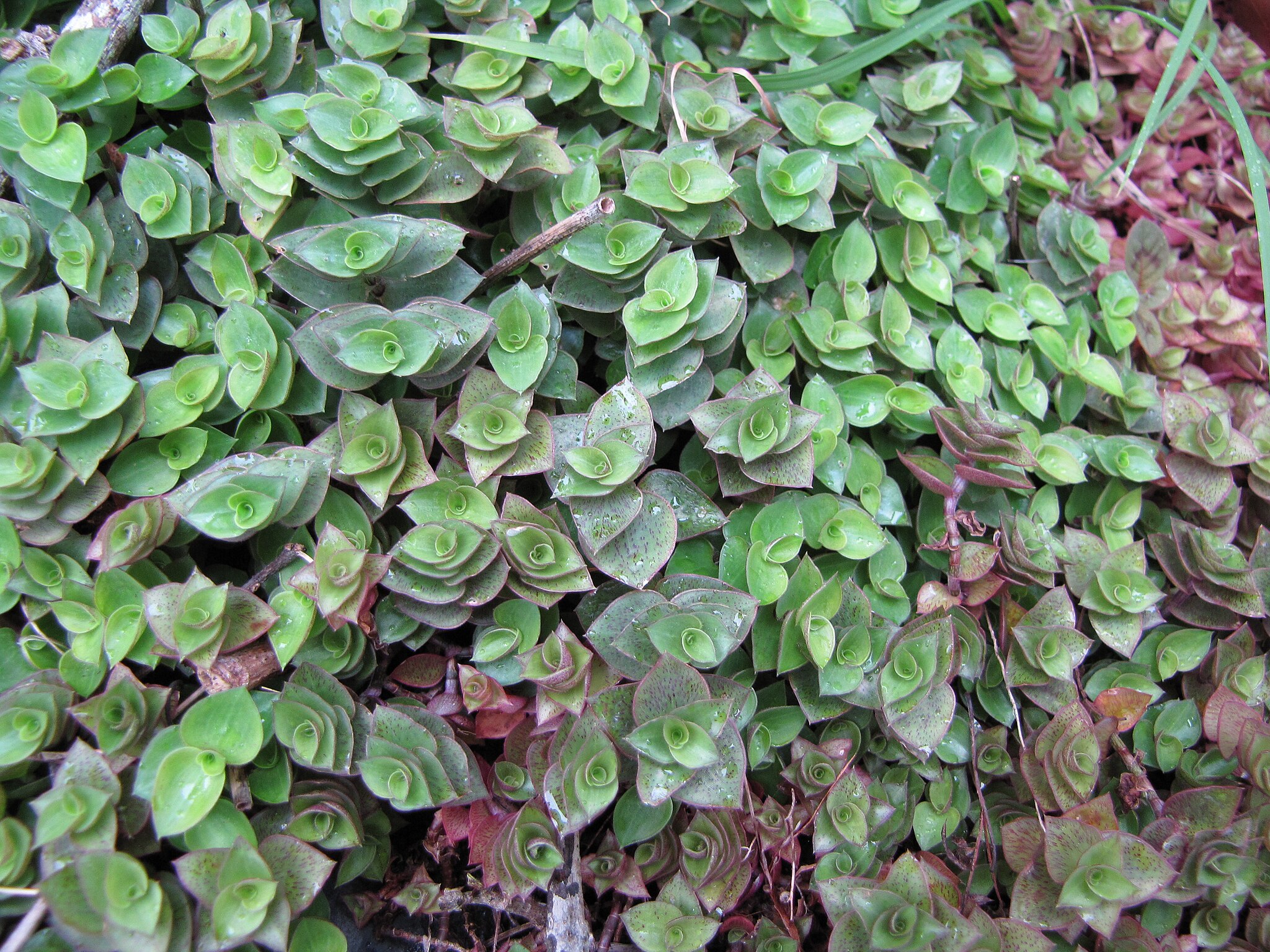 Essa é a planta mais poderosa para atrair prosperidade