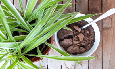 Borra de café na composteira! Acelerando o futuro sustentável do seu jardim!