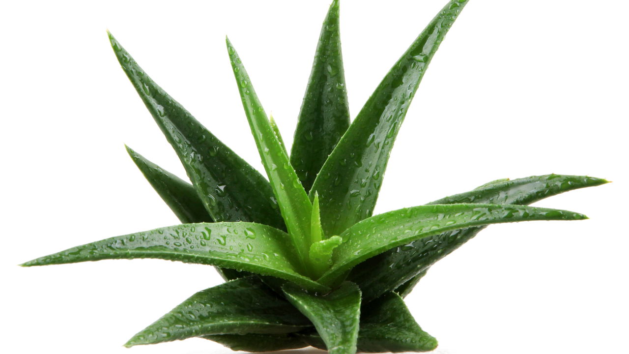 Segredos naturais! As melhores plantas para problemas estomacais e como usá-las