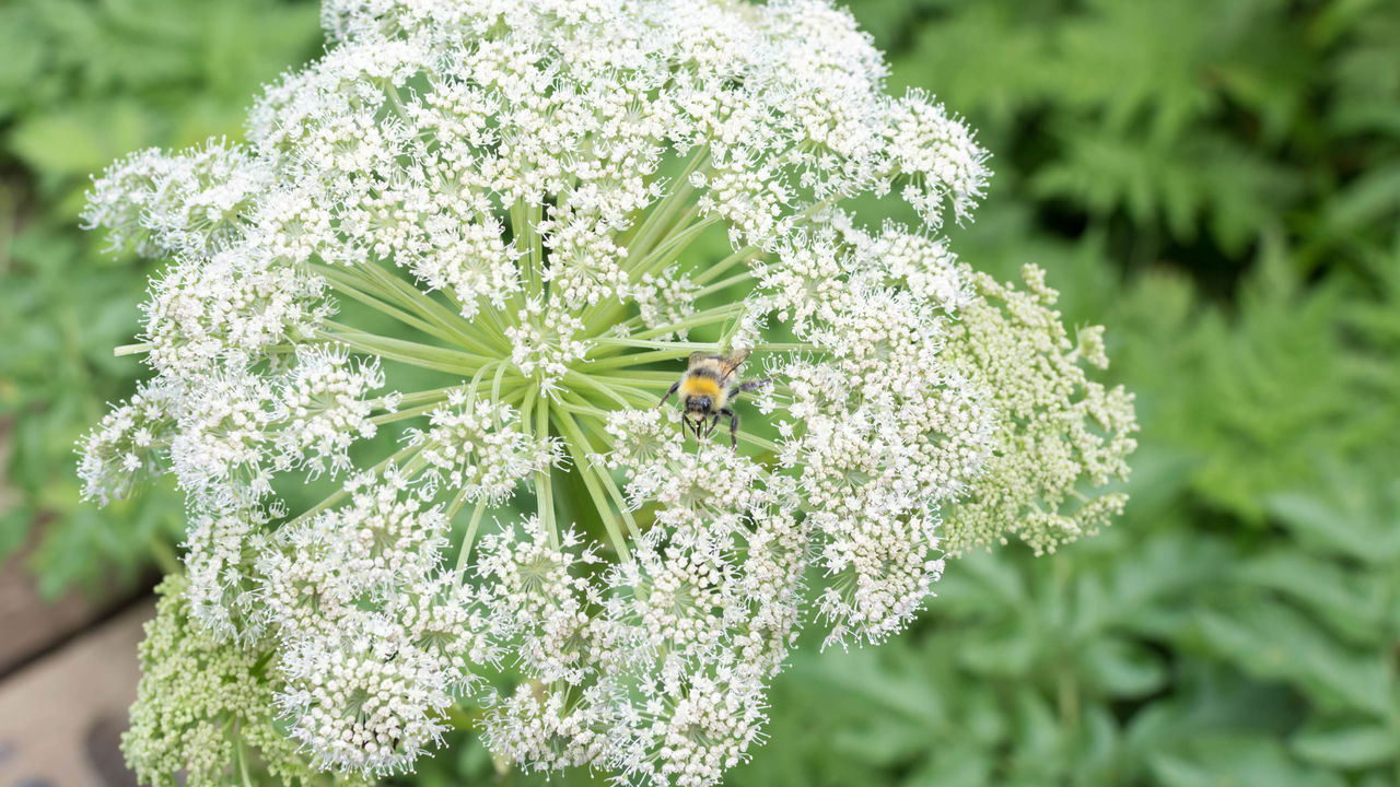 Essas plantas que resistem ao frio e florescem na estação gelada