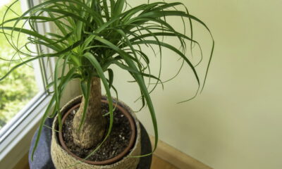 Estas plantas sobrevivem até com quem esquece de regar