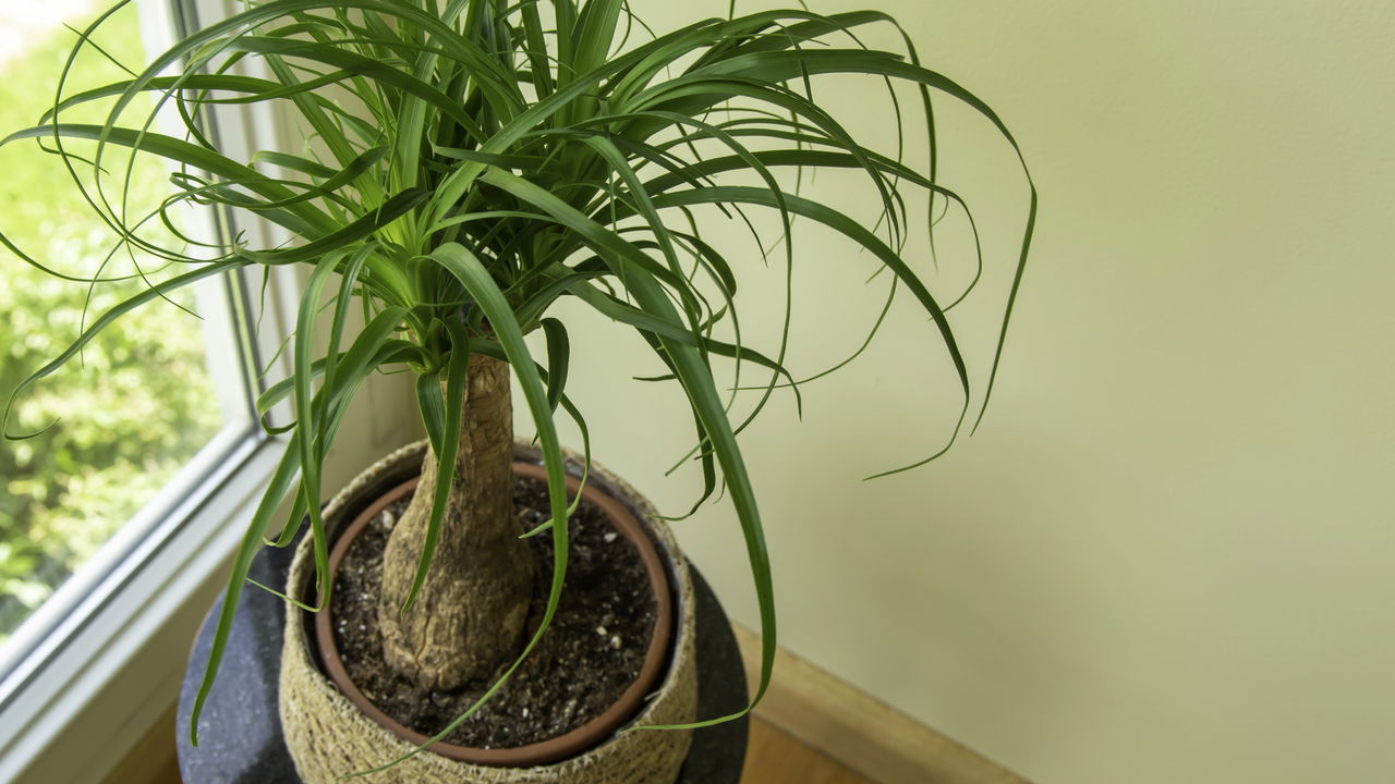 Estas plantas sobrevivem até com quem esquece de regar