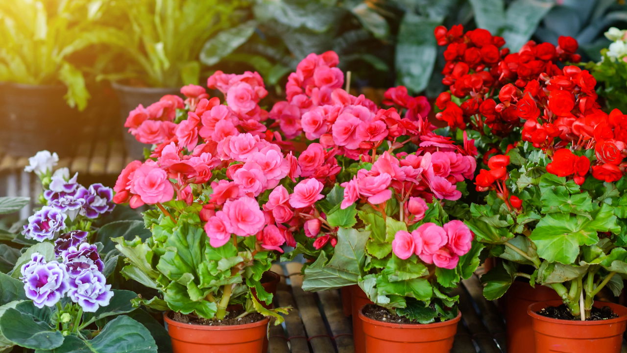 Descubra plantas que florescem o ano inteiro sem trabalho