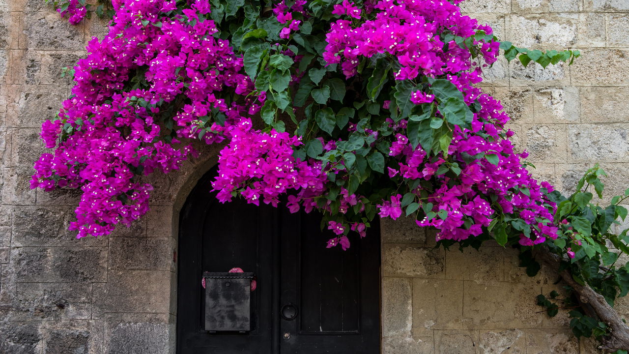 Quer um jardim de novela? O segredo é a primavera! Saiba qual seu tipo ideal
