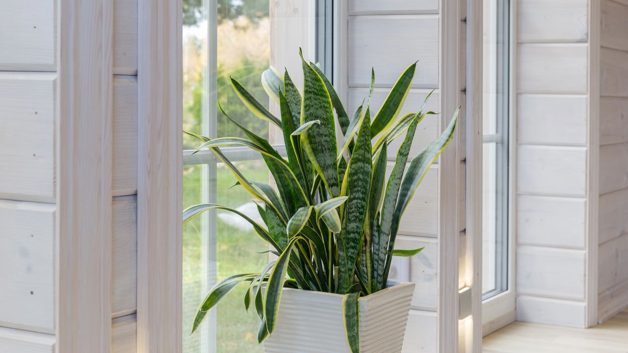 Proteja seu lar! Plantas que afastam más energias e trazem harmonia