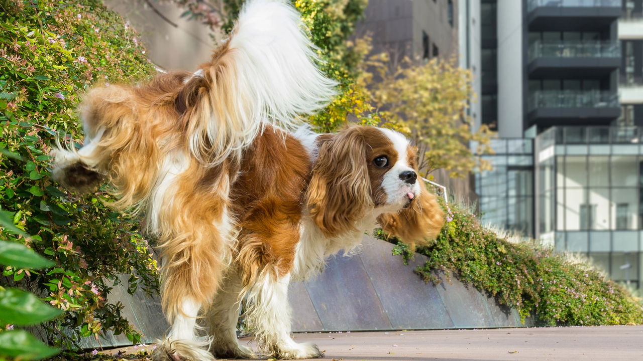 Chega de cheiro de xixi! O segredo caseiro que elimina odores de pet em minutos