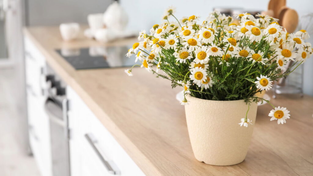 Plantar camomila em casa pode mudar sua rotina
