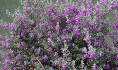 Chuva de prata! O segredo da planta prateada que atrai prosperidade