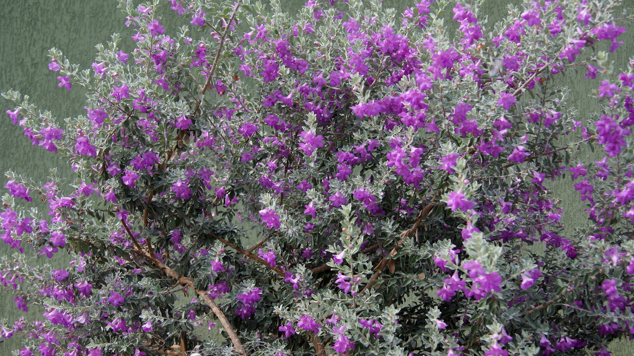 Chuva de prata! O segredo da planta prateada que atrai prosperidade